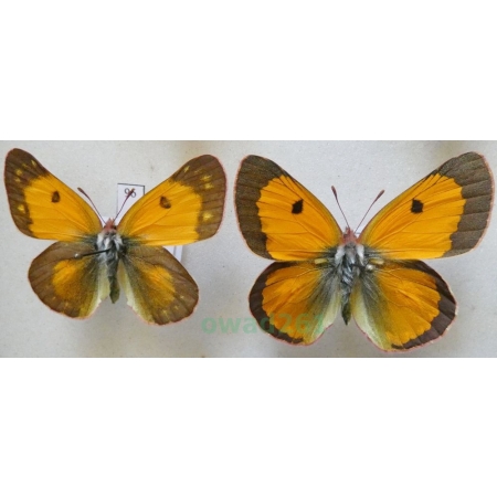 Colias fieldii Menetries, 1855 pair China96